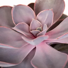 Echeveria purple pearls