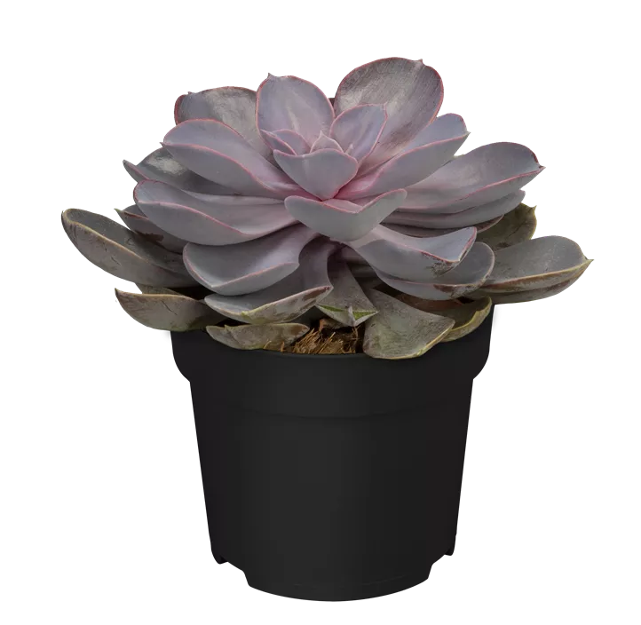 Echeverie 'Purple Pearl' Echeverie 'Purple Pearl'