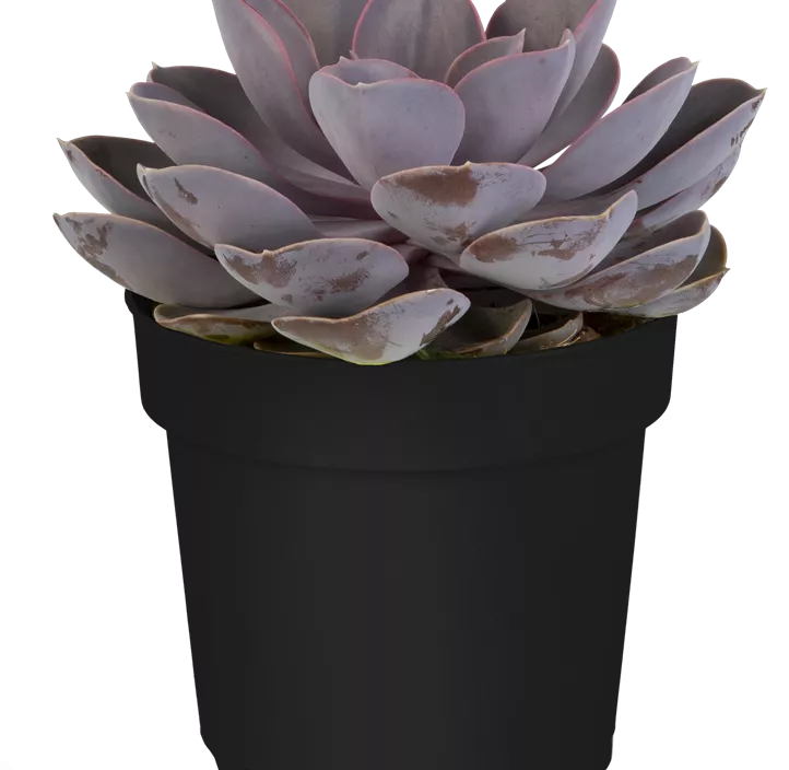 Echeverie 'Purple Pearl' Echeverie 'Purple Pearl'