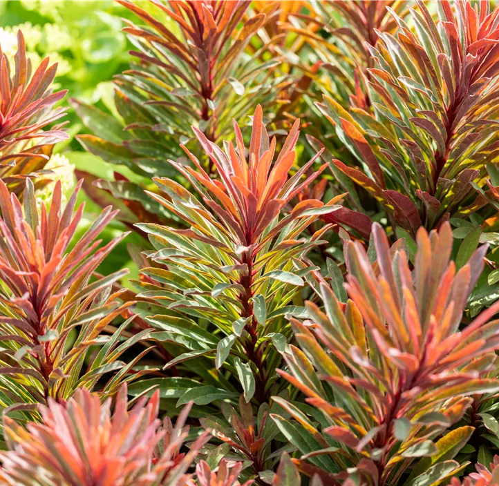 Mandelblättrige Wolfsmilch 'Miner´s Merlot'