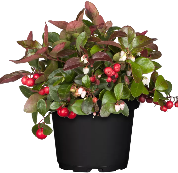 Rote Teppichbeere Rote Teppichbeere