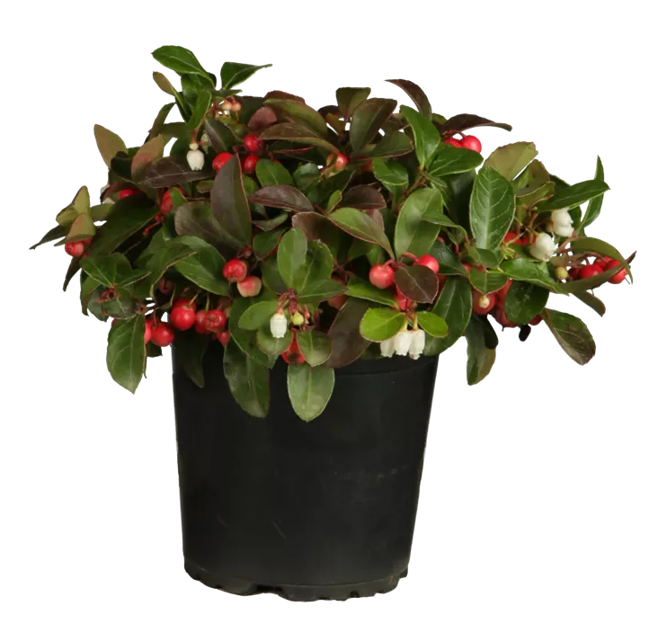 Rote Teppichbeere Rote Teppichbeere