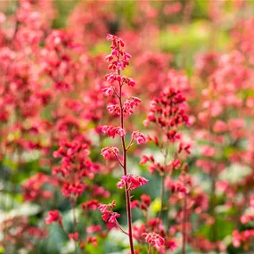 Heuchera Hybriden 'Paris'