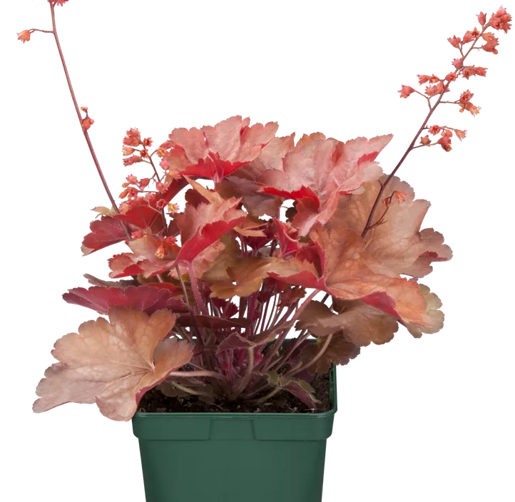 Purpurglöckchen Indian Summer 