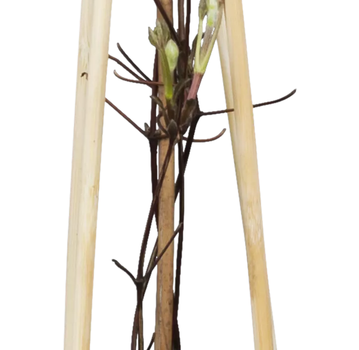 Waldrebe 'Warszawska Nike'