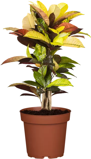 Codiaeum variegatum verzweigt, Wunderstrauch - Bellaflora
