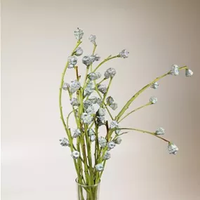 Eukalyptus Früchtezweig Bund Eukalyptus Früchtezweig Bund