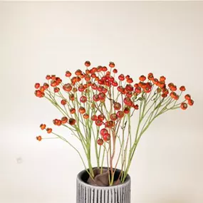 Hagebutte 5Stück/Bund Hagebutte 5Stück/Bund