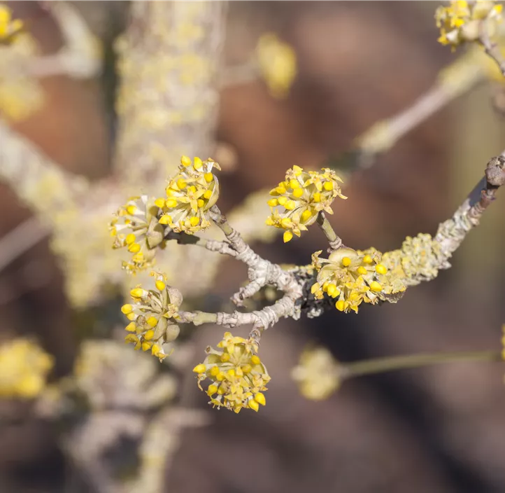 Kornelkirsche 'Jolico' Kornelkirsche 'Jolico'