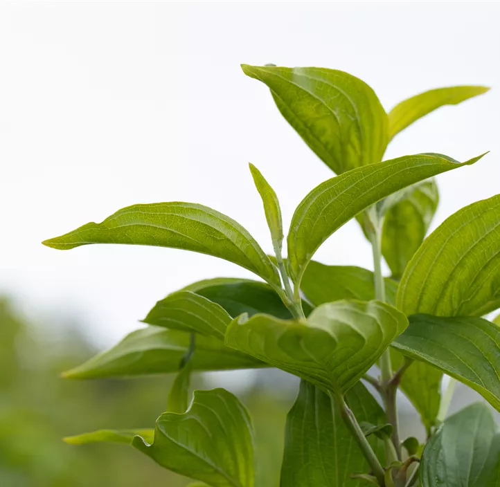 Kornelkirsche 'Jolico' Kornelkirsche 'Jolico'