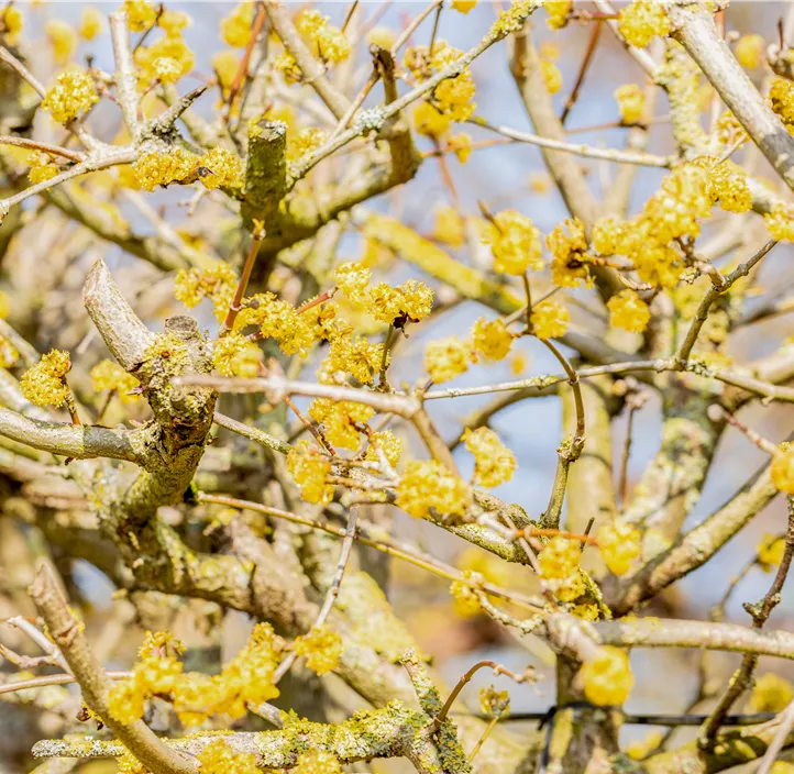 Kornelkirsche 'Jolico' Kornelkirsche 'Jolico'