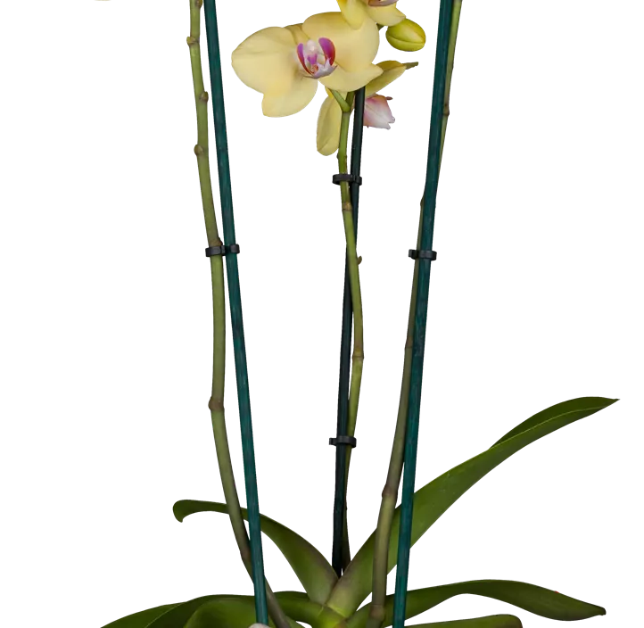 Schmetterlingsorchidee, gelb Schmetterlingsorchidee, gelb