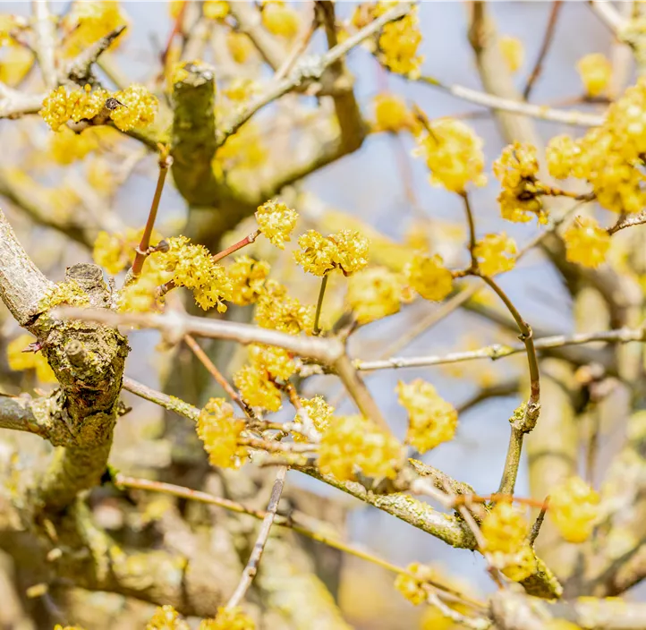 Kornelkirsche 'Jolico' Kornelkirsche 'Jolico'