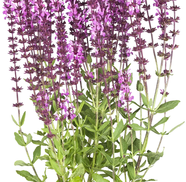 Garten-Blüten-Salbei 'Rose Marvel'