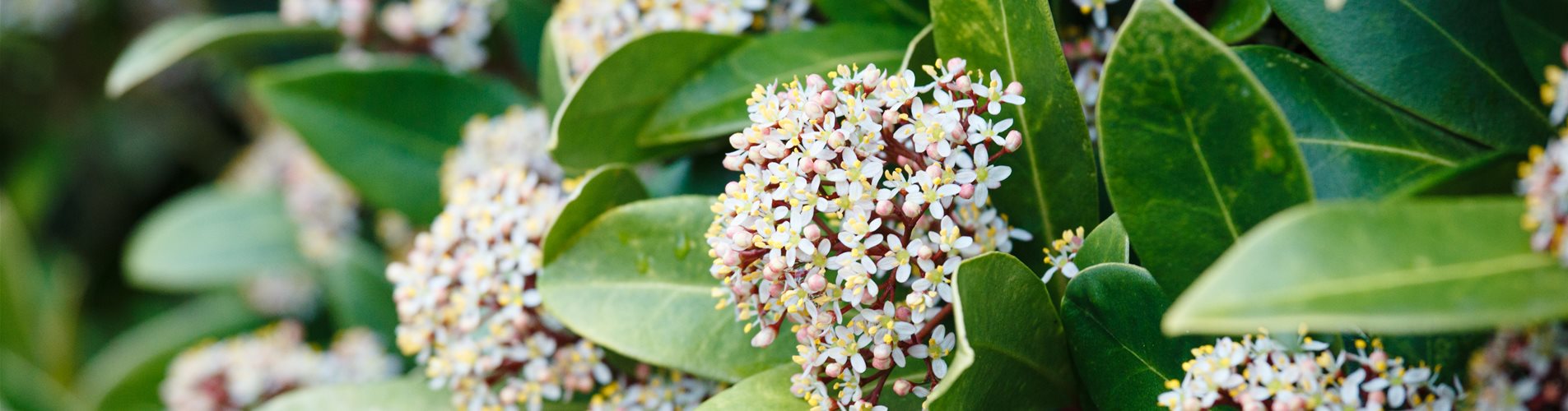 Skimmia japonica