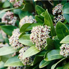 Blühende Sträucher