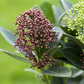 Skimmia japonica Double Diamond