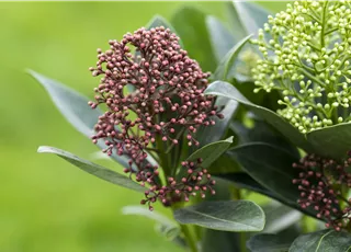 Skimmia japonica