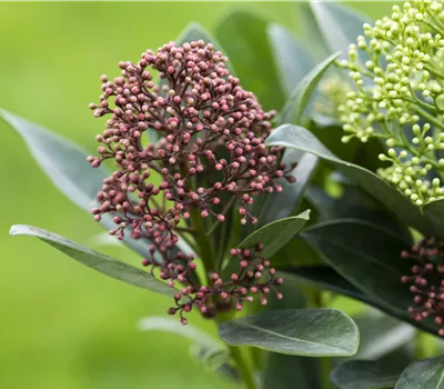 Skimmia japonica Double Diamond