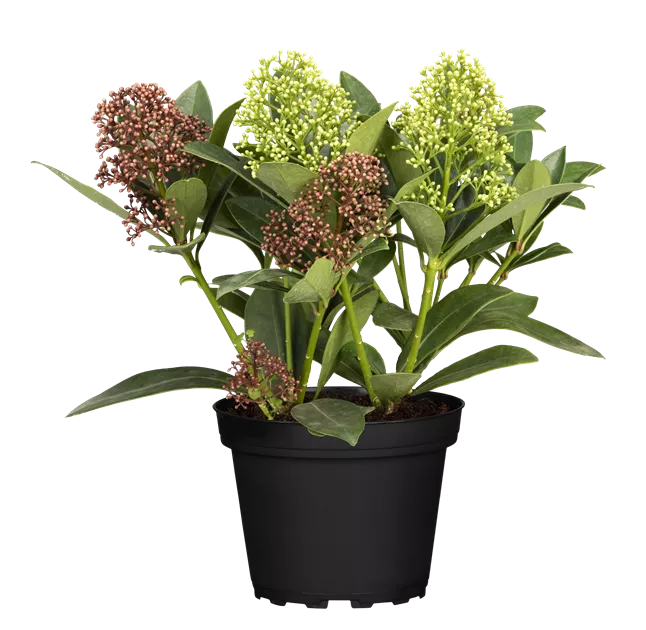 Skimmia japonica Double Diamond, Skimmie 'Double Diamond' - Bellaflora