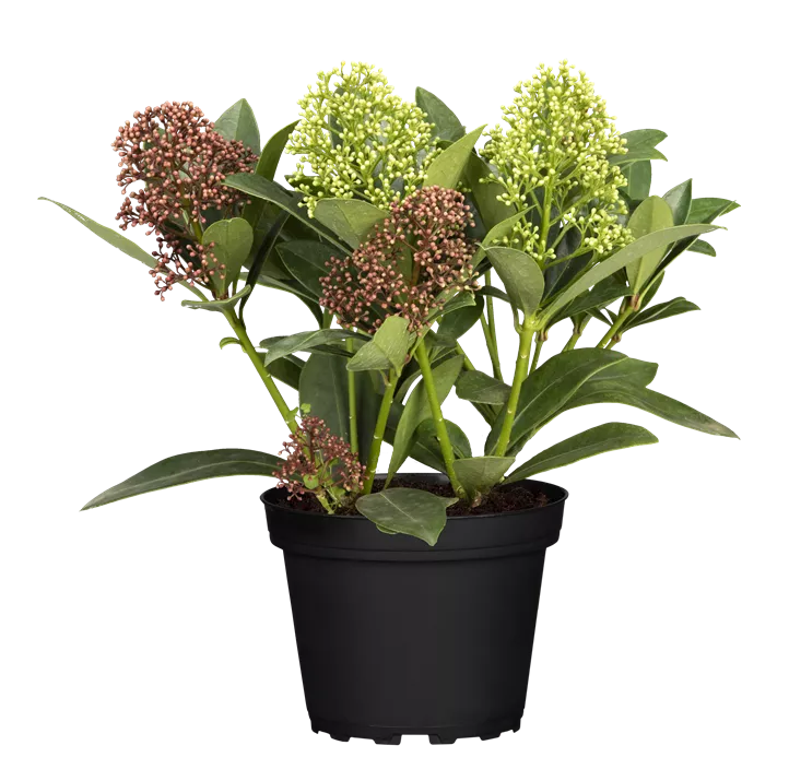 Skimmie 'Double Diamond'