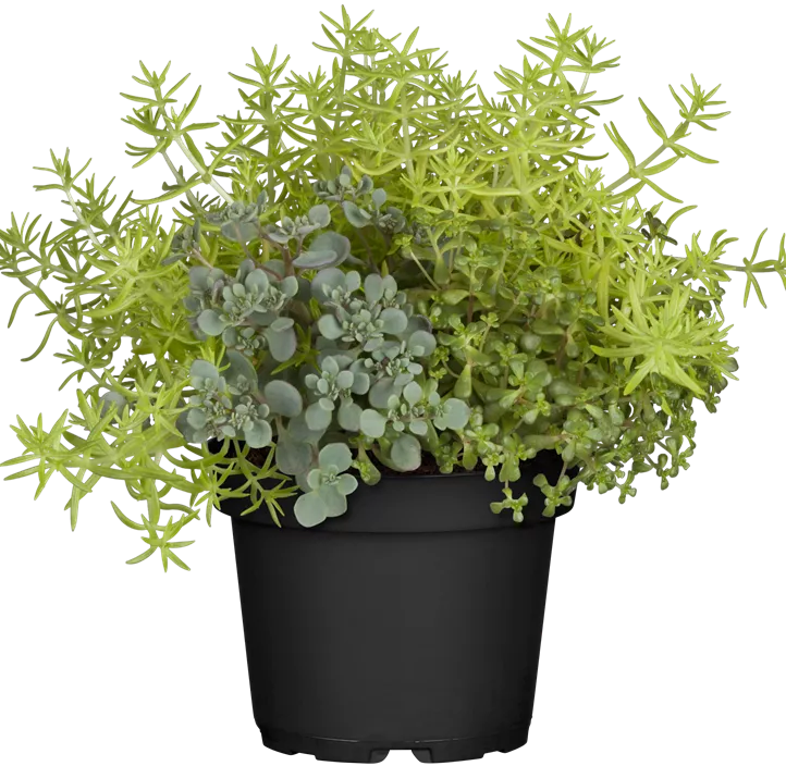 Garten-Fettblatt Mix Garten-Fettblatt Mix