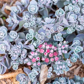 Sedum orostachys