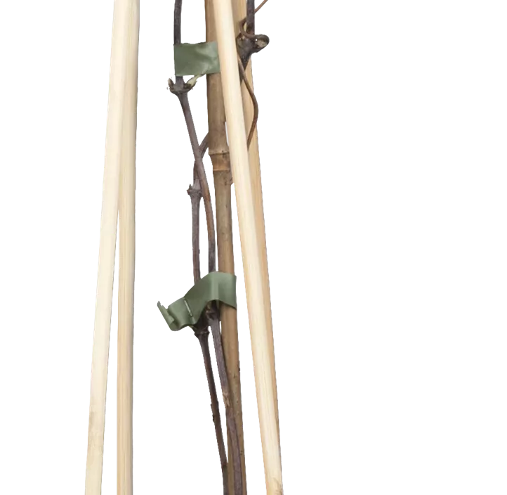 Berg-Waldrebe 'Rubens' Berg-Waldrebe 'Rubens'