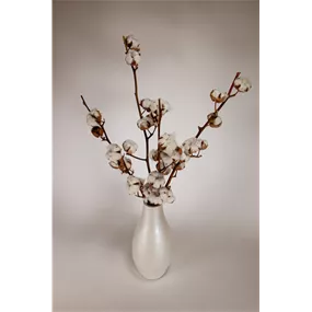 Baumwollzweig Baumwollzweig