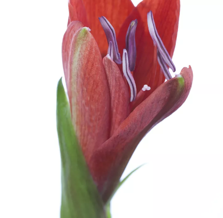 Ritterstern Kolibri  Ritterstern Kolibri