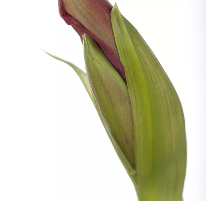 Ritterstern Kolibri  Ritterstern Kolibri