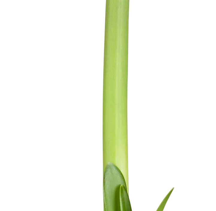 Ritterstern Kolibri  Ritterstern Kolibri