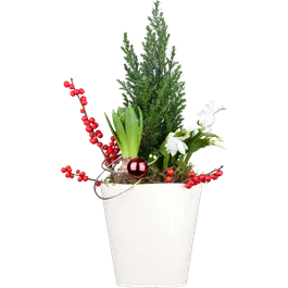 Schlumbergera hybride