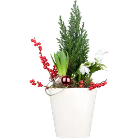 Schlumbergera hybride