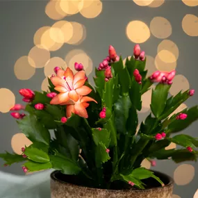 Schlumbergera hybride mini