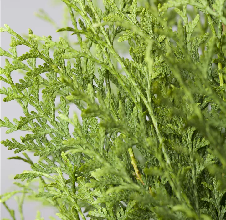 Lebensbaum 'Brabant' Bonsai S-Form