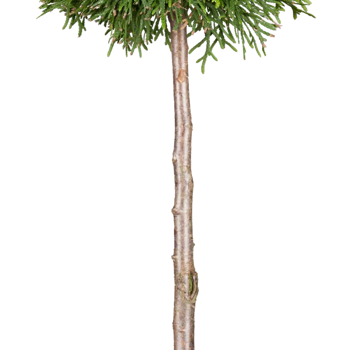 Lebensbaum 'Brabant' Bonsai S-Form