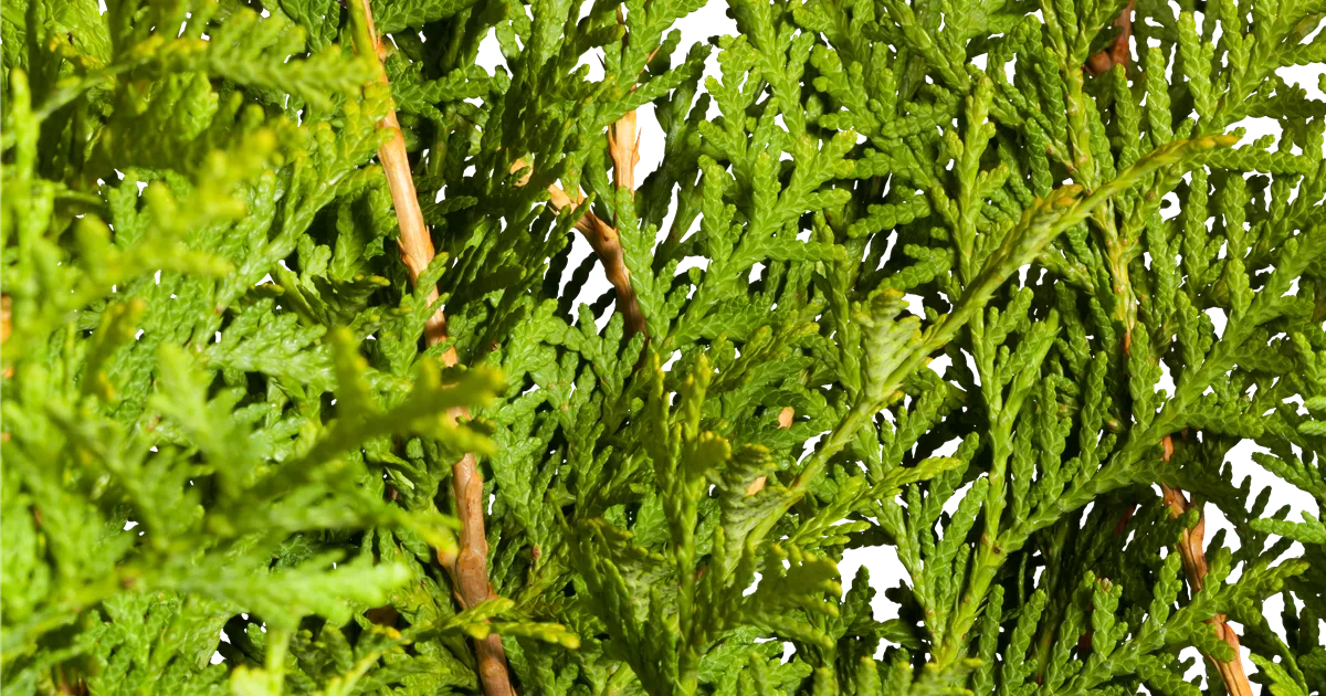 Thuja occidentalis Brabant (Lieferartikel), Lebensbaum 'Brabant' -  Bellaflora