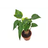 bellaflora Gartencenter GmbH bellaflora Gartencenter GmbH