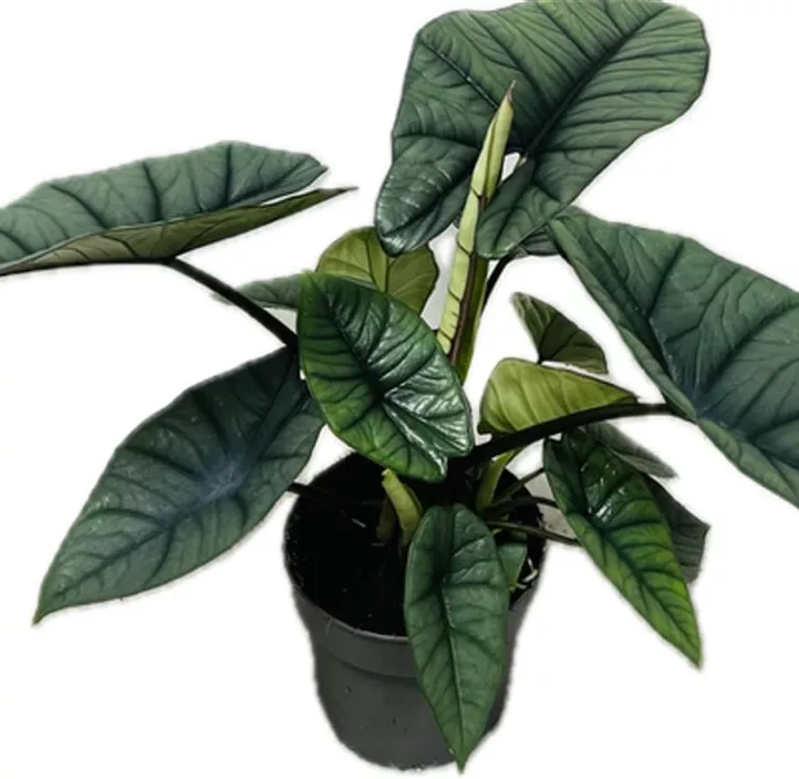 Pfeilblatt 'Platinum' Pfeilblatt 'Platinum'