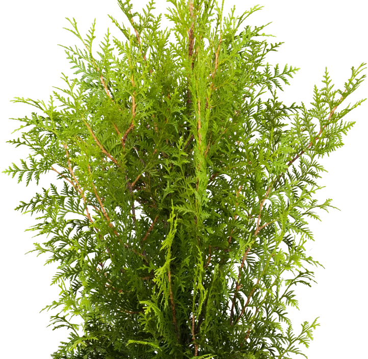 Lebensbaum 'Brabant' Bonsai S-Form