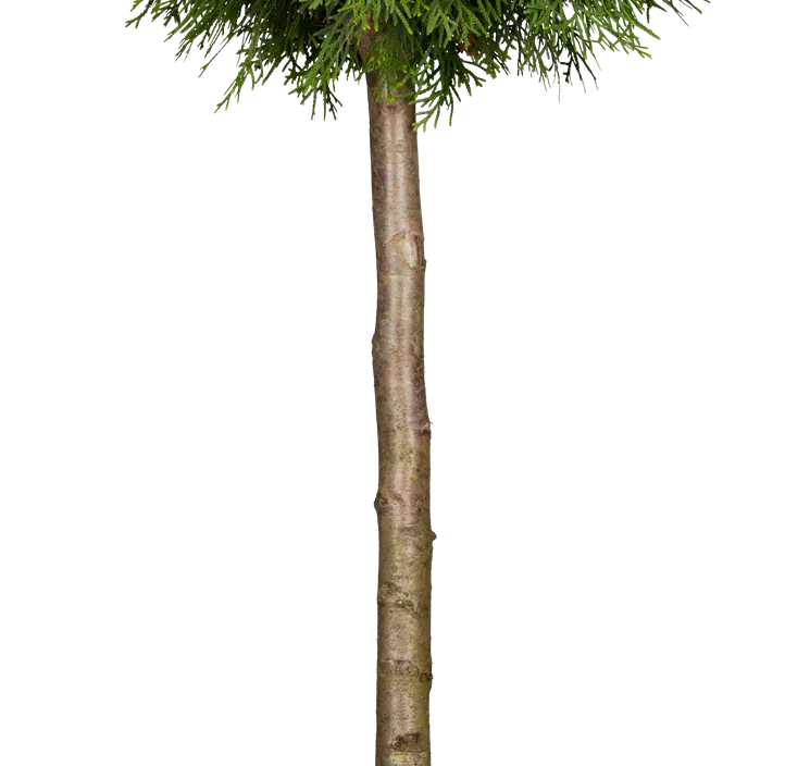 Lebensbaum 'Brabant' Bonsai S-Form