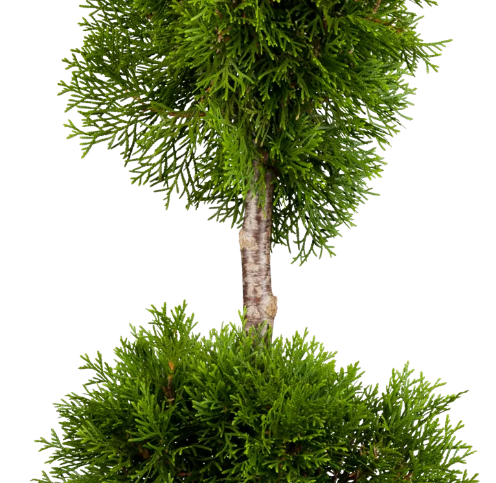 Lebensbaum 'Brabant' Bonsai S-Form