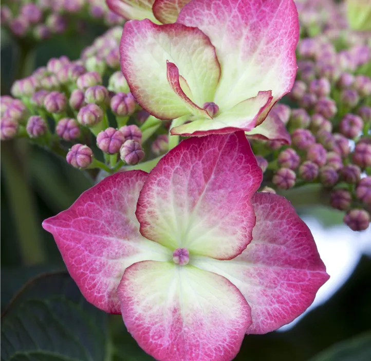 Hydrangea
