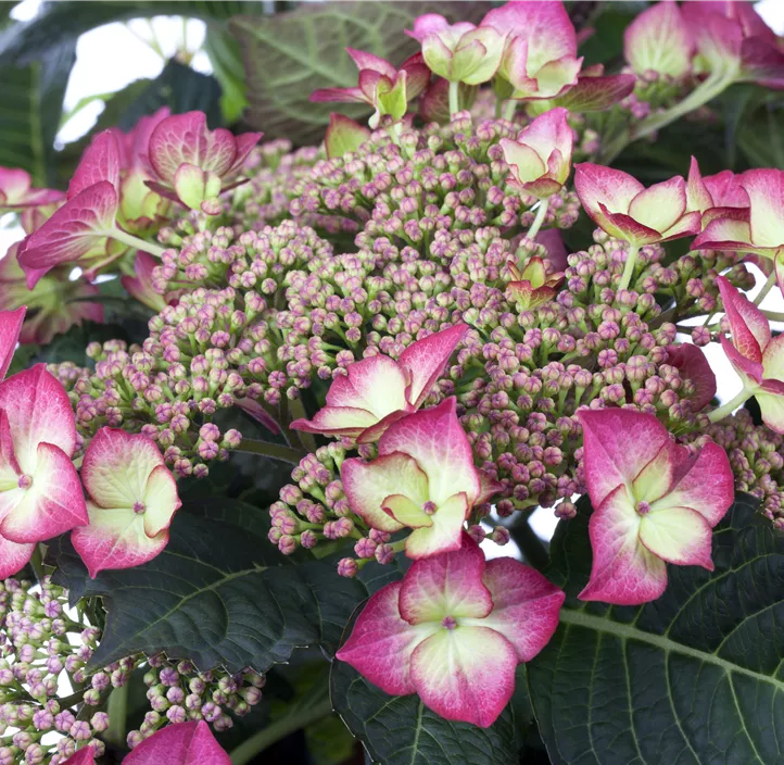 Hydrangea