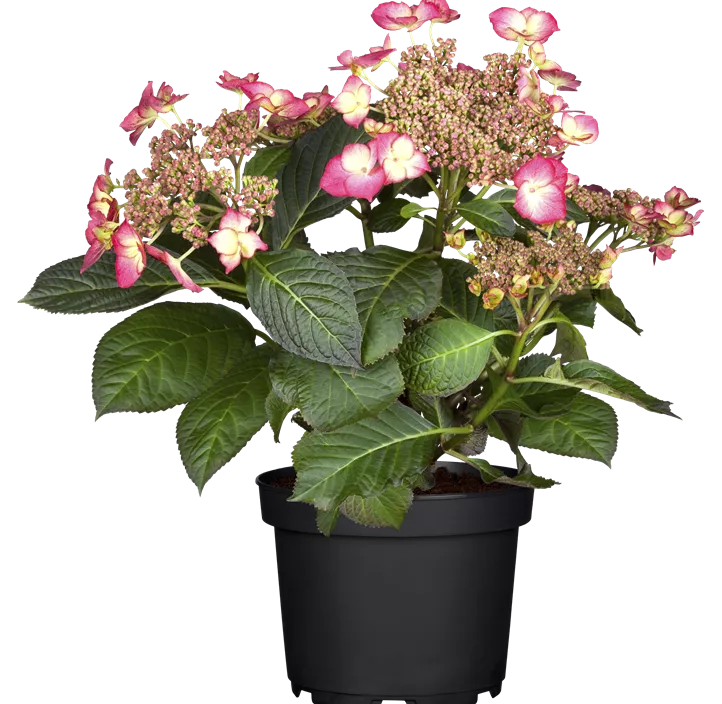 Hydrangea