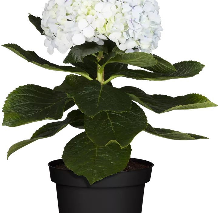 Hydrangea