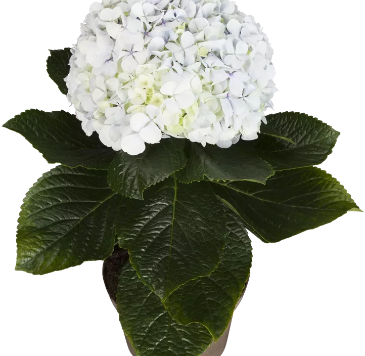 Hydrangea