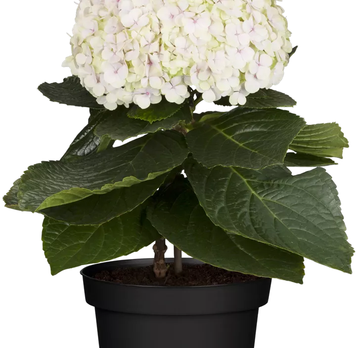 Hydrangea