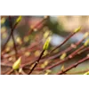 bellaflora Gartencenter GmbH